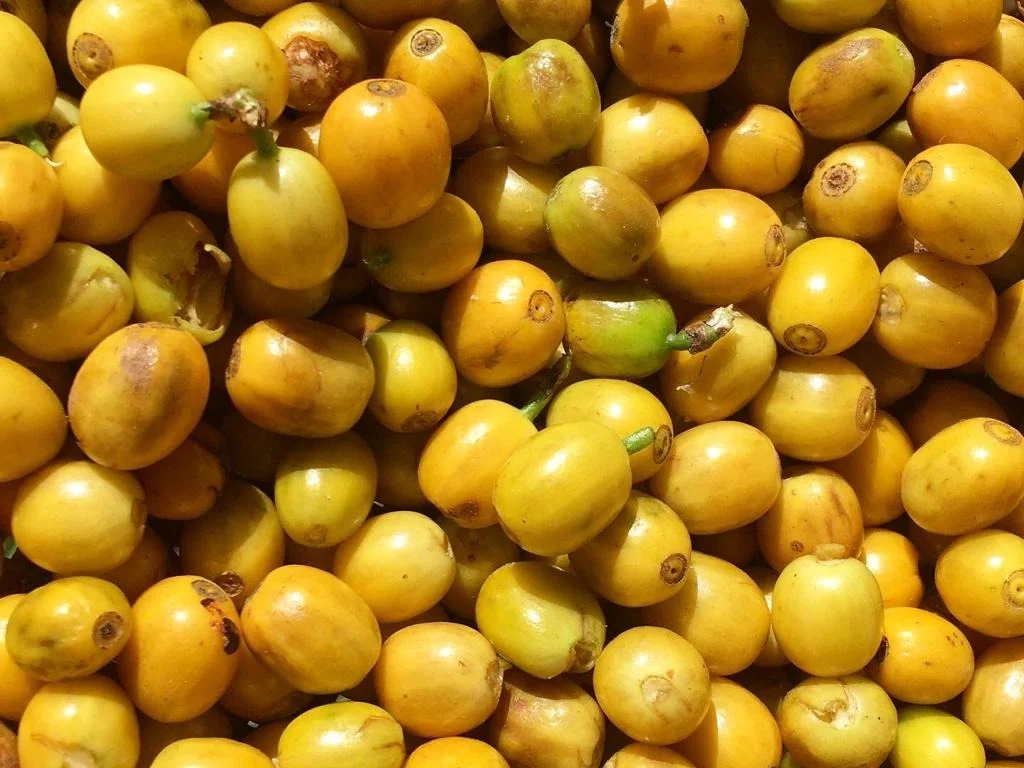 Agrofloresta e natureza — Sítio Alto da Cascavel